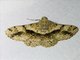Geometer Moth (Geometridae sp)