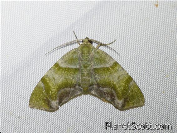 Geometer Moth (Achrosis sp)