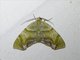 Geometer Moth (Achrosis sp)