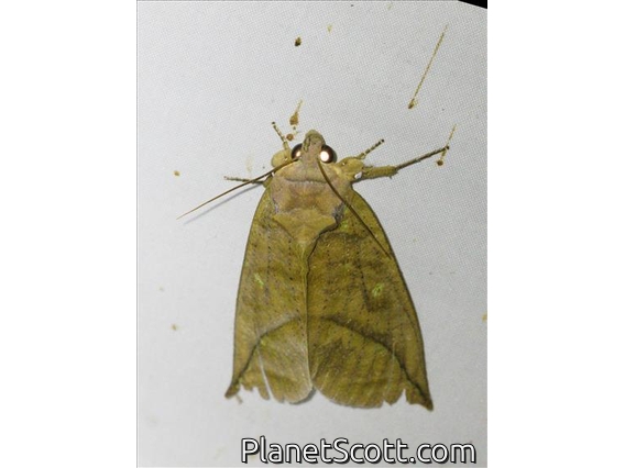 Erebid Moth (Eudocima sp)