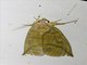 Erebid Moth (Eudocima sp)