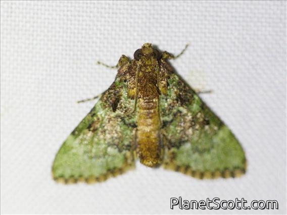 Pyralid Snout Moth (Epipaschiinae sp)