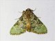 Pyralid Snout Moth (Epipaschiinae sp)