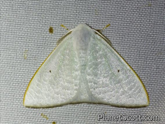 Emerald Moth (Orothalassodes sp)
