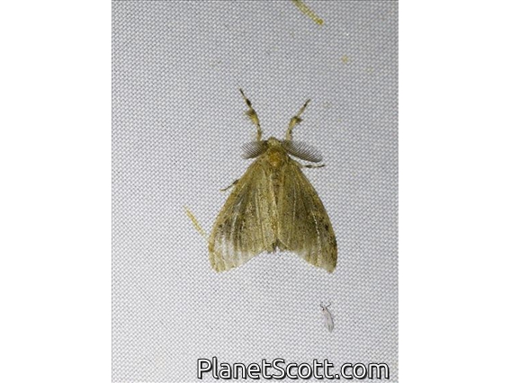 Tussock Moth (Lymantriinae sp)