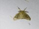 Tussock Moth (Lymantriinae sp)