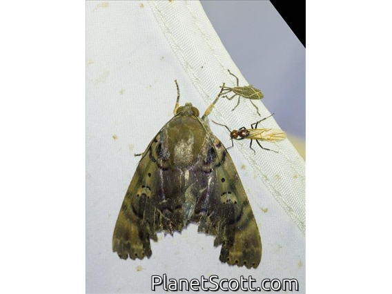 Cutworm Moth (Arcte modesta)