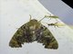 Cutworm Moth (Arcte modesta)