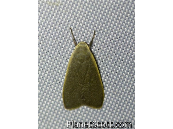 Lichen Moth (Lithosiina sp)