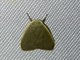 Lichen Moth (Lithosiina sp)