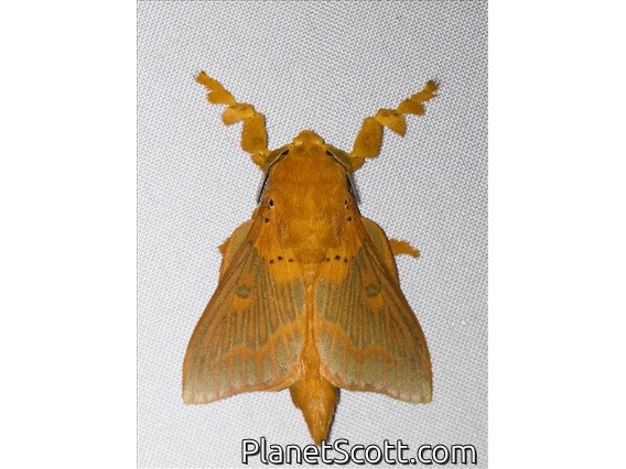 Lappet Moth (Alompra sp)