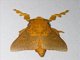 Lappet Moth (Alompra sp)