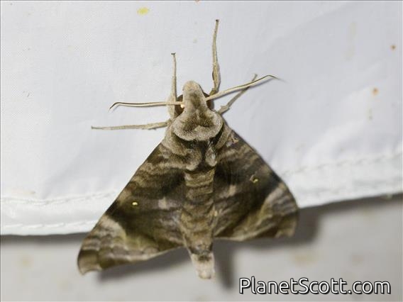 Macroglossine Sphinx Moth (Acosmeryx sericeus)