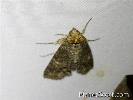 Euteliid Moth (Stictoptera sp)