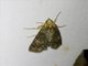 Euteliid Moth (Stictoptera sp)