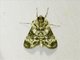 Pyralid Snout Moth (Epipaschiinae sp)
