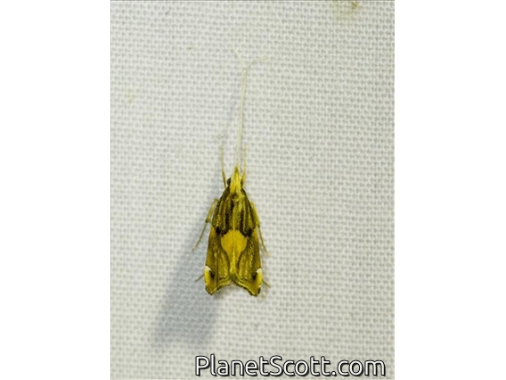 Long-horned Moth (Deltoplastis sp)