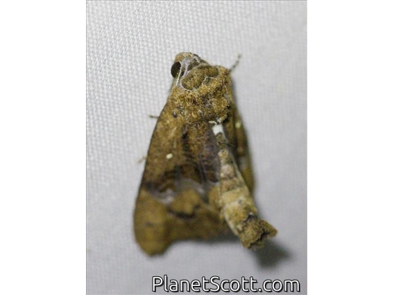 Euteliid Moth (Odontodes sp)