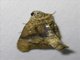 Euteliid Moth (Odontodes sp)