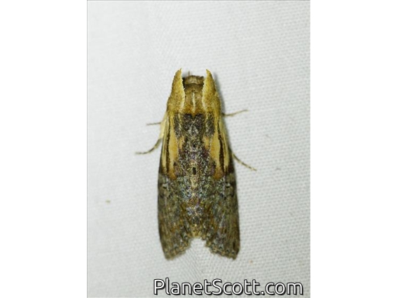 Euteliid Moth (Stictoptera sp)