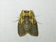 Euteliid Moth (Stictoptera sp)