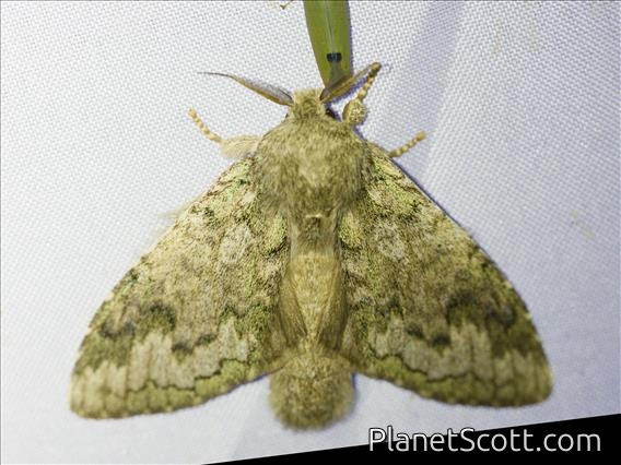 Prominent Moth (Lusurinae sp)