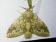 Prominent Moth (Lusurinae sp)