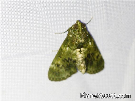 Pyralid Snout Moth (Teliphasa sp)