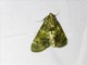 Pyralid Snout Moth (Teliphasa sp)