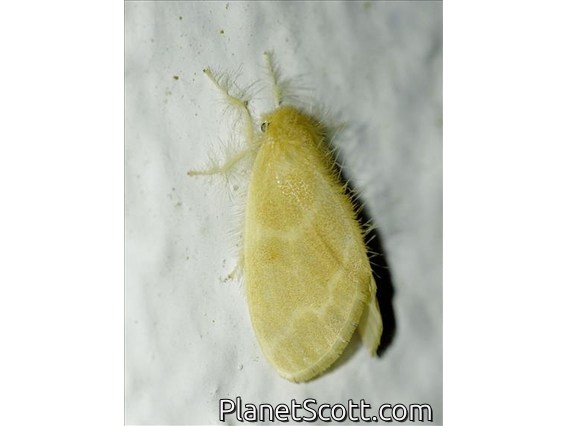 Tussock Moth (Euproctis baibarana)