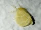 Tussock Moth (Nygmiini sp)