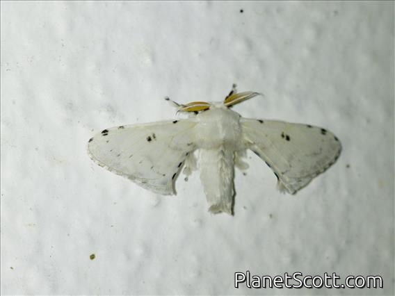 Silkworm Moth (Penicillifera apicalis)