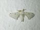 Silkworm Moth (Penicillifera apicalis)