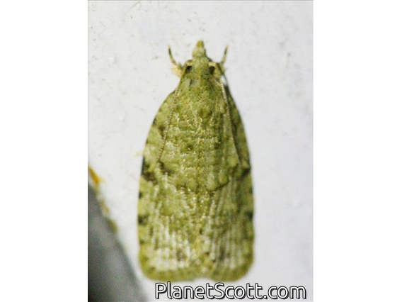 Crambid Snout Moth (Crambidae sp)
