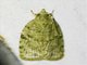 Crambid Snout Moth (Crambidae sp)