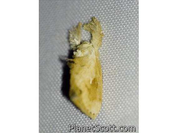 Lappet Moth (Lasiocampidae sp)