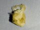 Lappet Moth (Lasiocampidae sp)
