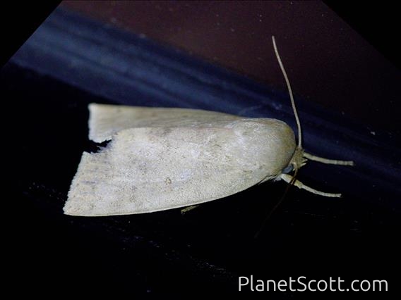 Erebid Moth (Erebidae sp)
