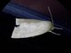 Erebid Moth (Erebidae sp)