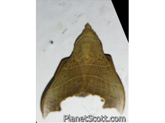 Erebid Moth (Erebidae sp)