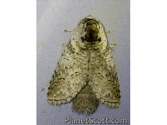 Erebid Moth (Erebidae sp)