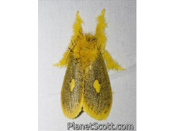 Tussock Moth (Euproctis plagiata)