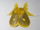Tussock Moth (Euproctis plagiata)