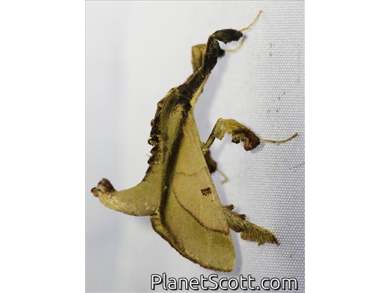 Pyralid Snout Moth (Sacada sp)