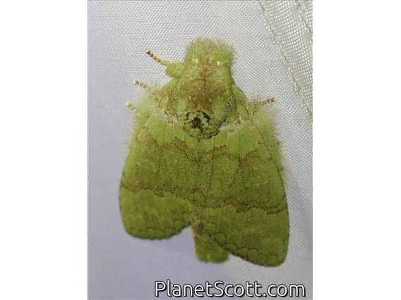 Prominent Moth (Netria viridescens)