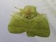 Prominent Moth (Netria viridescens)
