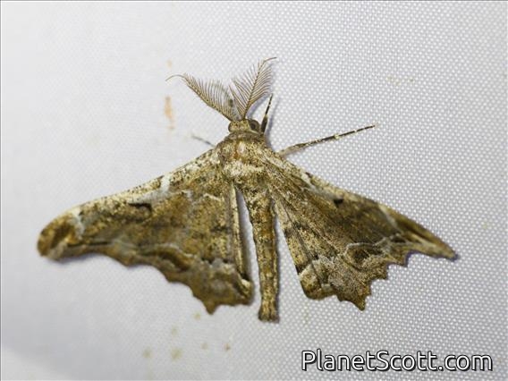 Geometer Moth (Hyposidra violescens)