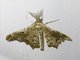 Geometer Moth (Hyposidra violescens)