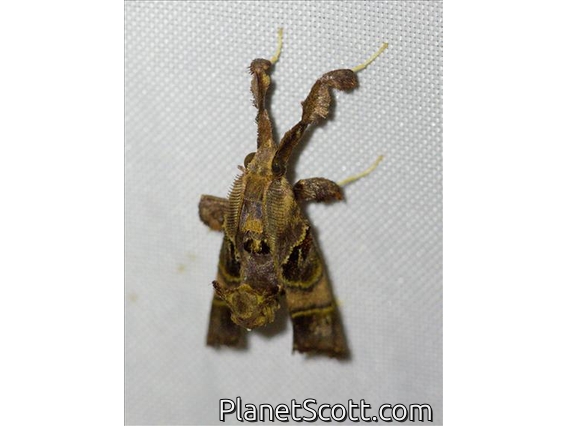 Pyralid Snout Moth (Sacada sp)
