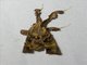 Pyralid Snout Moth (Sacada sp)